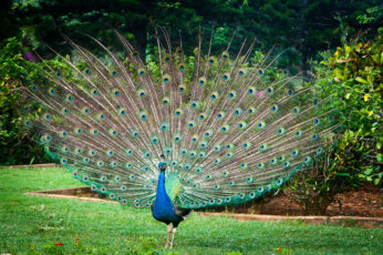 hi-kauai-venue-botanical-garden-02